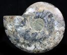 Gorgeous Split Ammonite Half - Agatized #36589-1